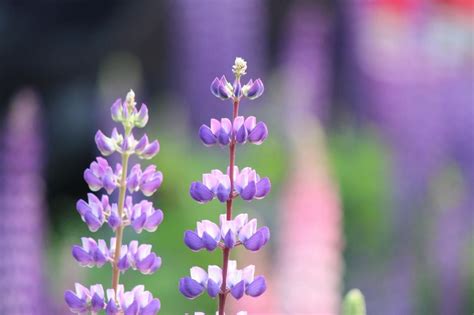 多年生草花種類|多年草とは？その種類や特徴と代表品種9種を紹介！。